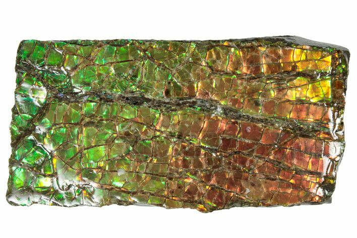 Flashy Ammolite (Fossil Ammonite Shell) - Rainbow Colored #301632